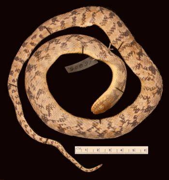 Media type: image;   Herpetology R-16006